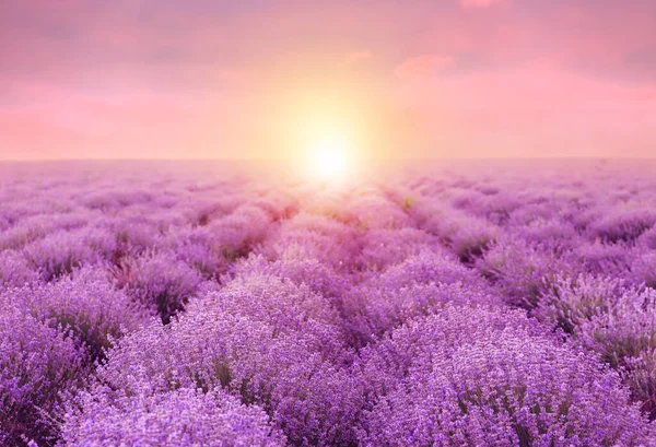 Beautiful blooming lavender in field on summer day at sunset