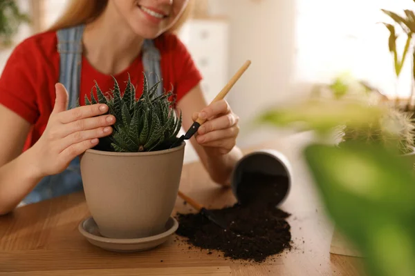Ung Kvinna Planterar Saftig Växt Hemma Närbild Engagerande Hobby — Stockfoto