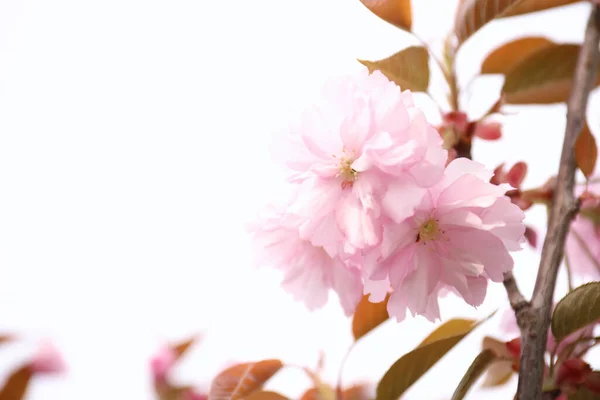 Vista Primer Plano Del Floreciente Árbol Sakura Rosa Aire Libre — Foto de Stock