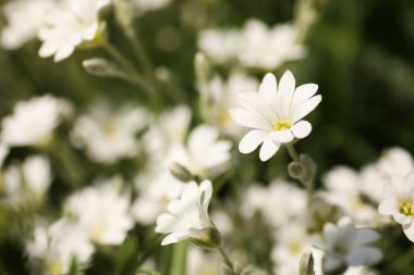 Güzel beyaz çayır köpüğü tarlasının yakın görüntüsü