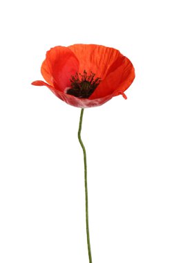 Güzel kırmızı gelincik çiçeği beyaza izole edilmiş.