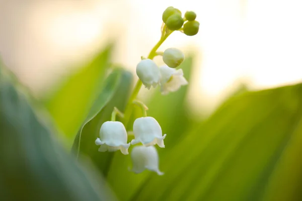 Piękna Lilia Doliny Wiosennym Ogrodzie Zbliżenie — Zdjęcie stockowe