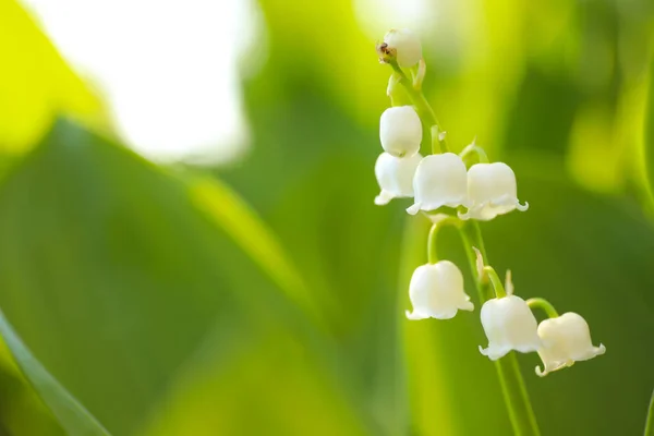 Beau Lys Vallée Dans Jardin Printemps Gros Plan — Photo