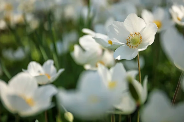 Piękny Kwitnący Japoński Anemon Kwiaty Zewnątrz Wiosenny Dzień — Zdjęcie stockowe