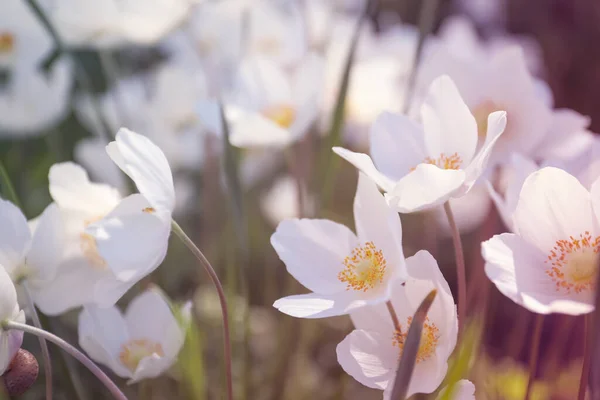 Hermosas Flores Anémona Japonesa Floreciendo Aire Libre Día Primavera — Foto de Stock