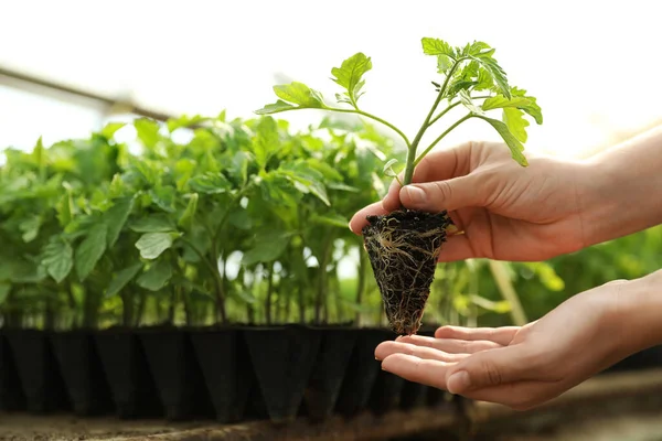 Kvinna Med Tomatplantor Växthus Närbild — Stockfoto