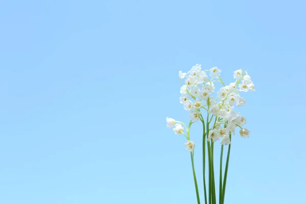 Mooie Lelie Van Vallei Bloemen Lichtblauwe Achtergrond Close Ruimte Voor — Stockfoto