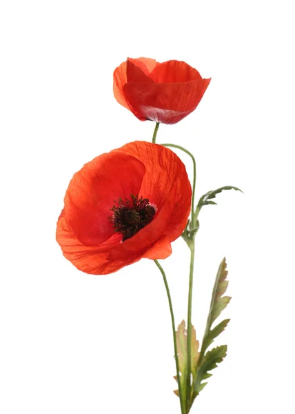 Belles Fleurs Pavot Rouge Isolées Sur Blanc — Photo