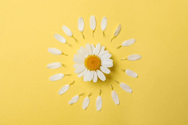 Flat Lay Composition Beautiful Chamomile Yellow Background — Stock Photo, Image