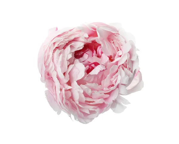 Belle Fleur Pivoine Rose Isolée Sur Blanc — Photo