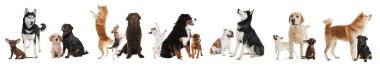 Beyaz arka planda farklı köpeklerle kolaj. Pankart tasarımı