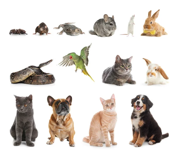 Set Different Pets White Background — Stock Photo, Image