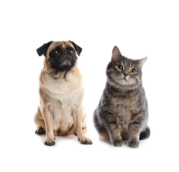 Nette Katze Und Hund Auf Weißem Hintergrund Flauschige Freunde — Stockfoto
