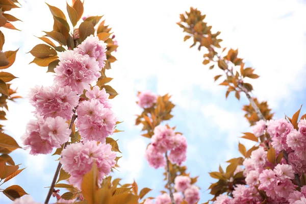 Vista Close Árvore Sakura Rosa Florescente Livre — Fotografia de Stock