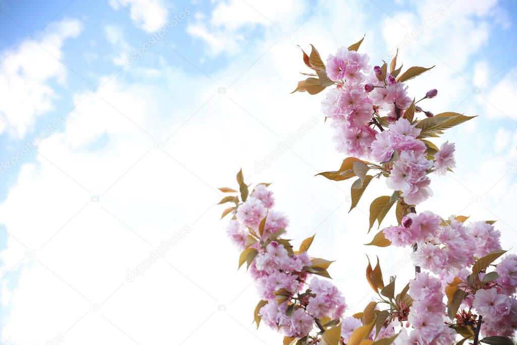 Blossoming pink sakura tree outdoors on spring day, closeup