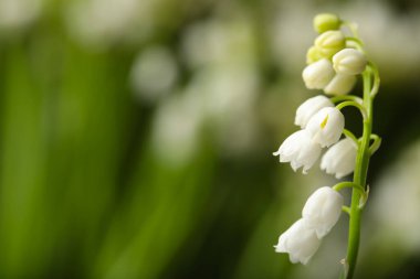 Bulanık arka planda vadinin güzel zambakları, yakın plan. Metin için boşluk