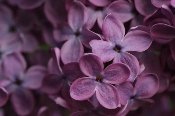 Närbild Bild Vackra Blommande Syren Som Bakgrund — Stockfoto