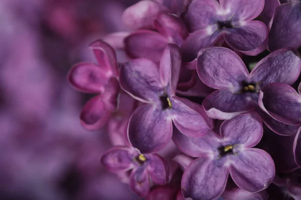 Närbild Bild Vackra Blommande Syren Som Bakgrund — Stockfoto