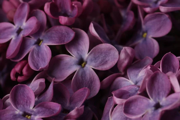 Närbild Bild Vackra Blommande Syren Som Bakgrund — Stockfoto