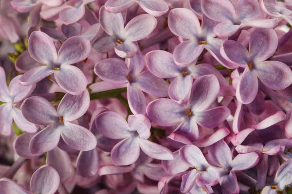 Vue Rapprochée Belles Fleurs Lilas Comme Arrière Plan — Photo