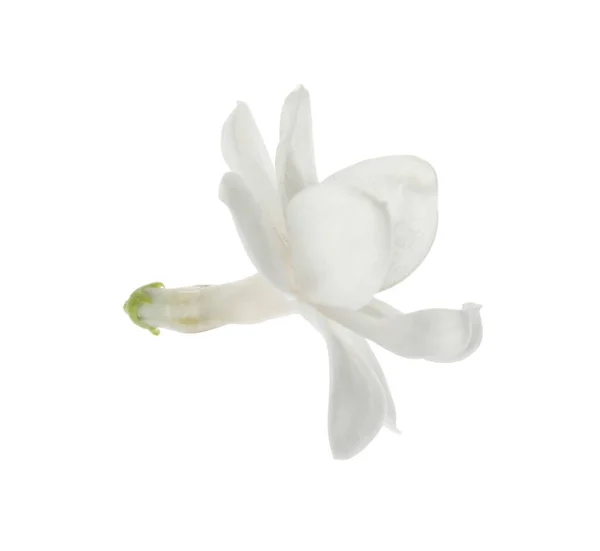 Bela Flor Lilás Fresco Isolado Branco — Fotografia de Stock
