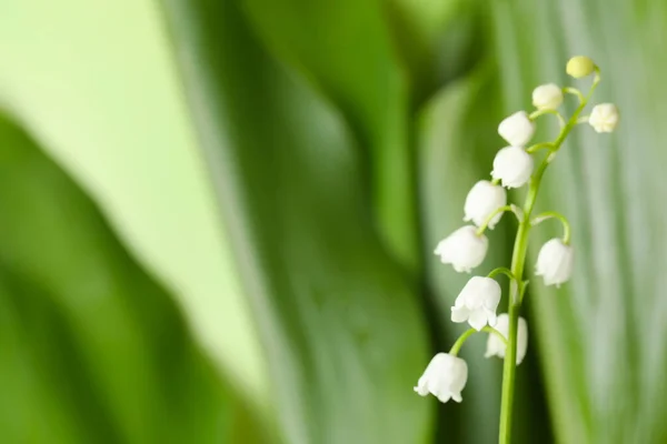 Mooie Lelie Van Vallei Wazige Achtergrond Close Ruimte Voor Tekst — Stockfoto