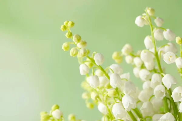 Mooie Lelie Van Vallei Bloemen Groene Achtergrond Close — Stockfoto