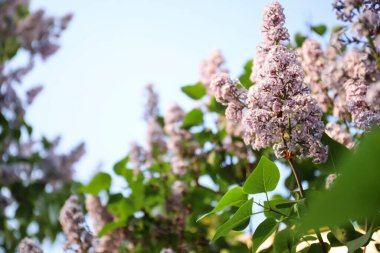 Güzel çiçek açan leylak çalıların yakın görüntüsü.