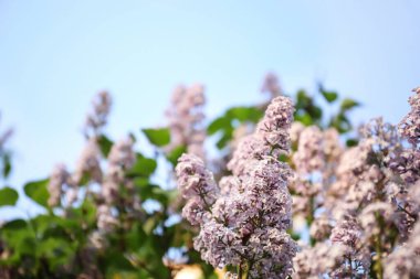 Güzel çiçek açan leylak çalıların yakın görüntüsü.