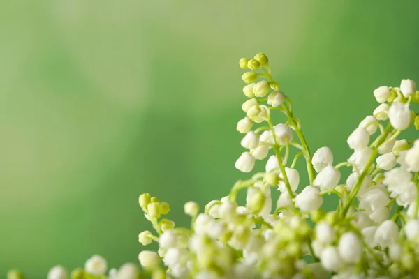 Vacker Lilja Dalen Blommor Grön Bakgrund Närbild Plats För Text — Stockfoto