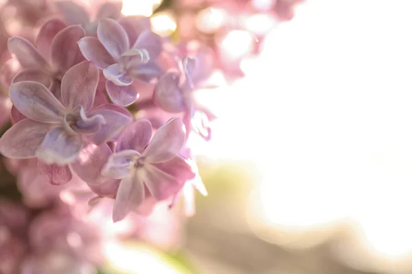 Widok Bliska Piękny Kwitnący Krzew Liliowy Zewnątrz Słoneczny Dzień — Zdjęcie stockowe