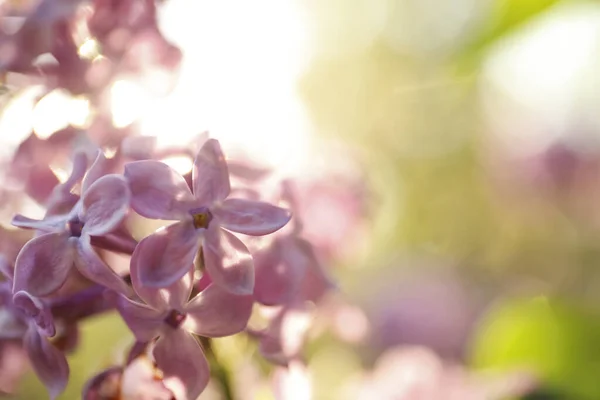 Vista Perto Bela Floração Arbusto Lilás Livre — Fotografia de Stock