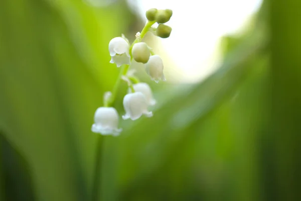 Krásná Lilie Údolí Jarní Zahradě Detailní Záběr — Stock fotografie