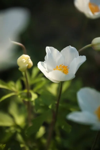Piękny Kwitnący Japoński Kwiat Anemonu Świeżym Powietrzu Wiosenny Dzień — Zdjęcie stockowe