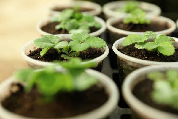 Beaucoup Plantules Fraises Pot Sur Table Gros Plan — Photo