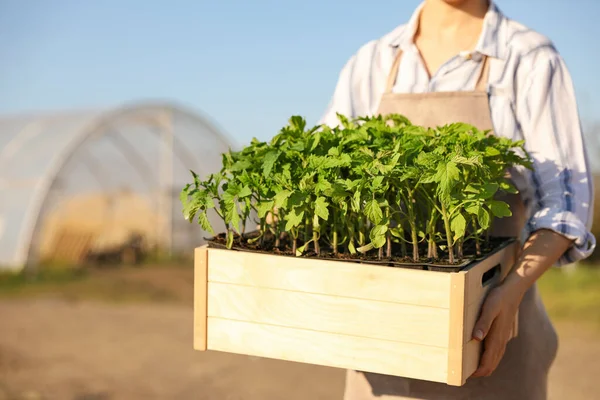 Woman holding wooden crate with tomato seedlings near greenhouse outdoors, closeup