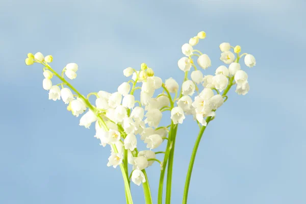 Mooie Lelie Van Vallei Bloemen Tegen Blauwe Lucht Close — Stockfoto