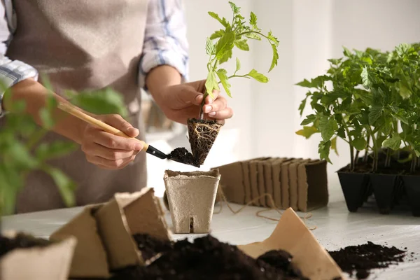 Frau Pflanzt Tomatensämling Torftopf Tisch Nahaufnahme — Stockfoto