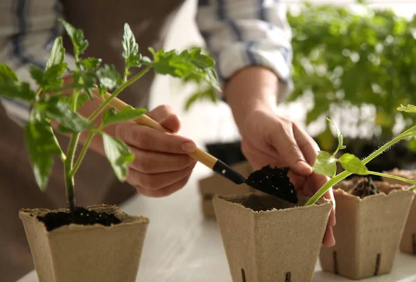 Femme Plantant Des Semis Tomate Dans Pot Tourbe Table Gros — Photo