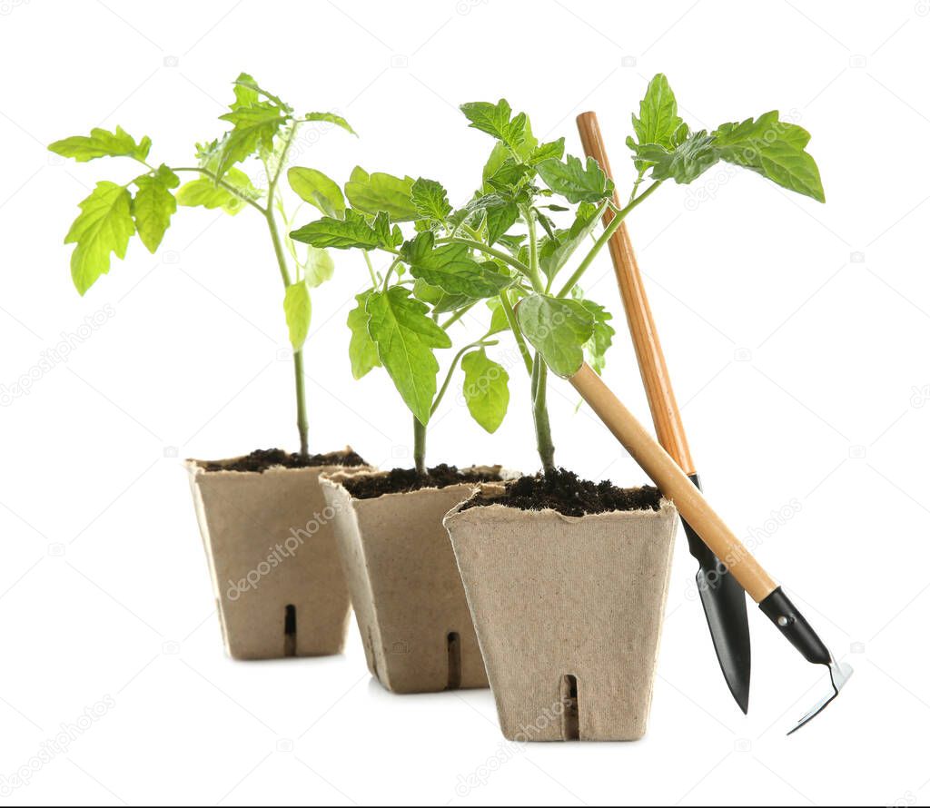 Gardening tools and green tomato seedlings in peat pots isolated on white