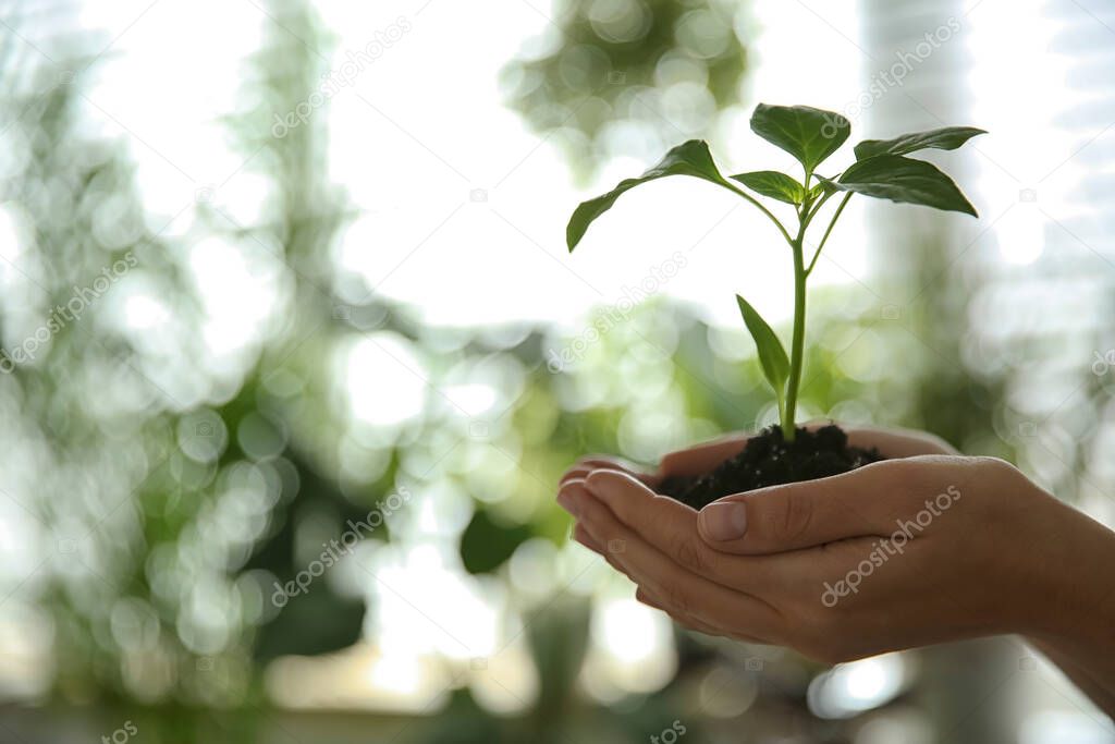 Woman holding green pepper seedling against blurred background, closeup. Space for text
