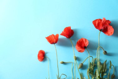 Açık mavi arka planda güzel kırmızı gelincik çiçekleri, düz yatıyordu.