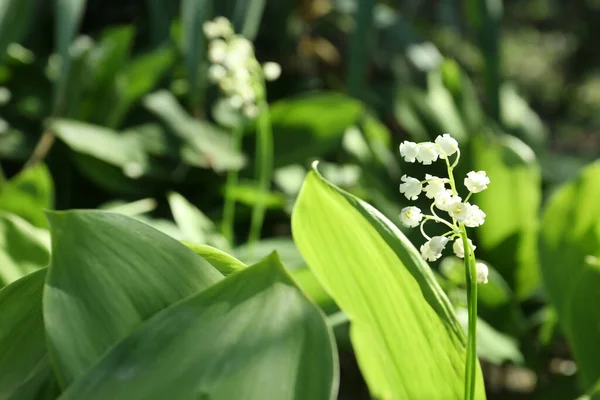 Beau Lys Vallée Dans Jardin Jour Ensoleillé Printemps — Photo