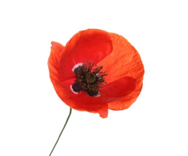 Güzel kırmızı gelincik çiçeği beyaza izole edilmiş.
