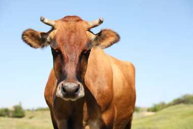 Güneşli bir günde açık havada güzel bir kahverengi inek. Hayvancılık.