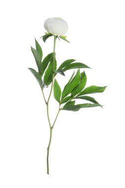 Güzel çiçek açan şakayık çiçekleri beyaz renkte izole edilmiş.