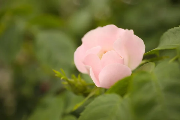 Närbild Bild Vackra Blommande Briar Ros Buske Utomhus Plats För — Stockfoto