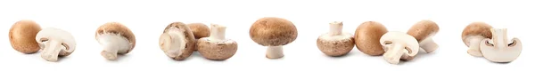 Set Med Färska Champignon Svamp Vit Bakgrund Banner Design — Stockfoto