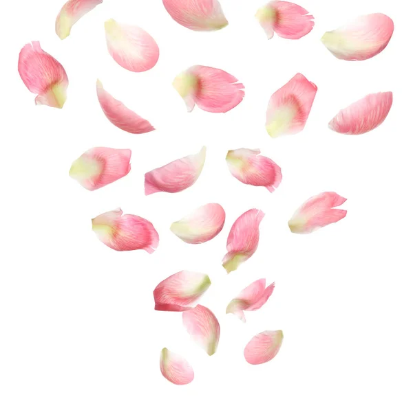 Set Van Vliegende Verse Pioenrozen Bloemblaadjes Witte Achtergrond — Stockfoto