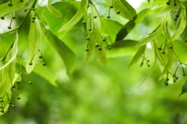 Bahar günü taze yaprakları ve yeşil tomurcukları olan genç ıhlamur ağacı, yakın plan.